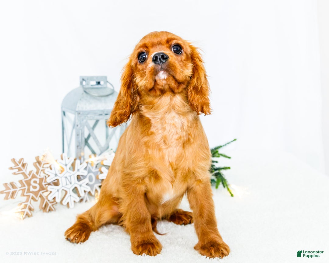 Cavalier King Charles Spaniel dogs for sale: Tiny Tim - Ad 6