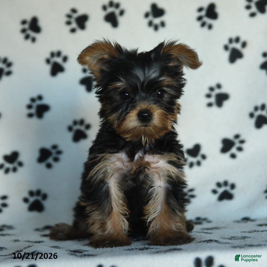Yorkshire Terrier dogs Greg - Ad 1