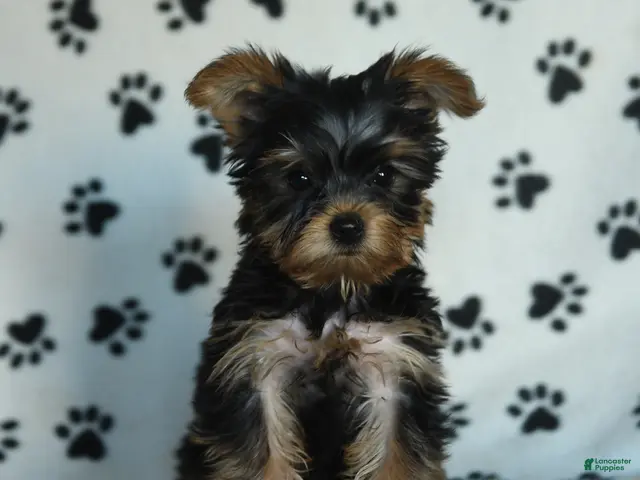Yorkshire Terrier dogs Greg - Ad 1