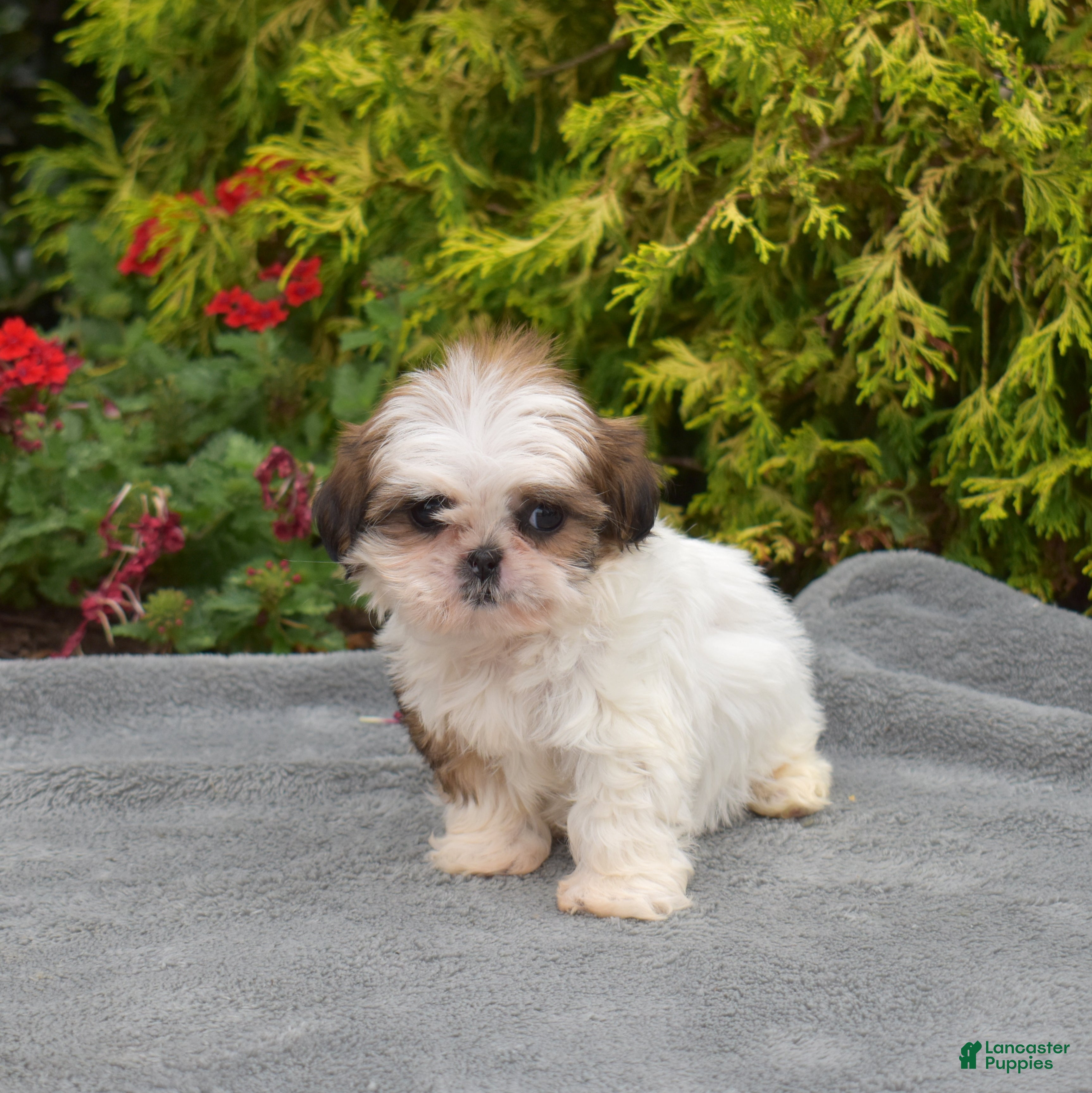 Teddy Bear dogs Lilac - Ad 2
