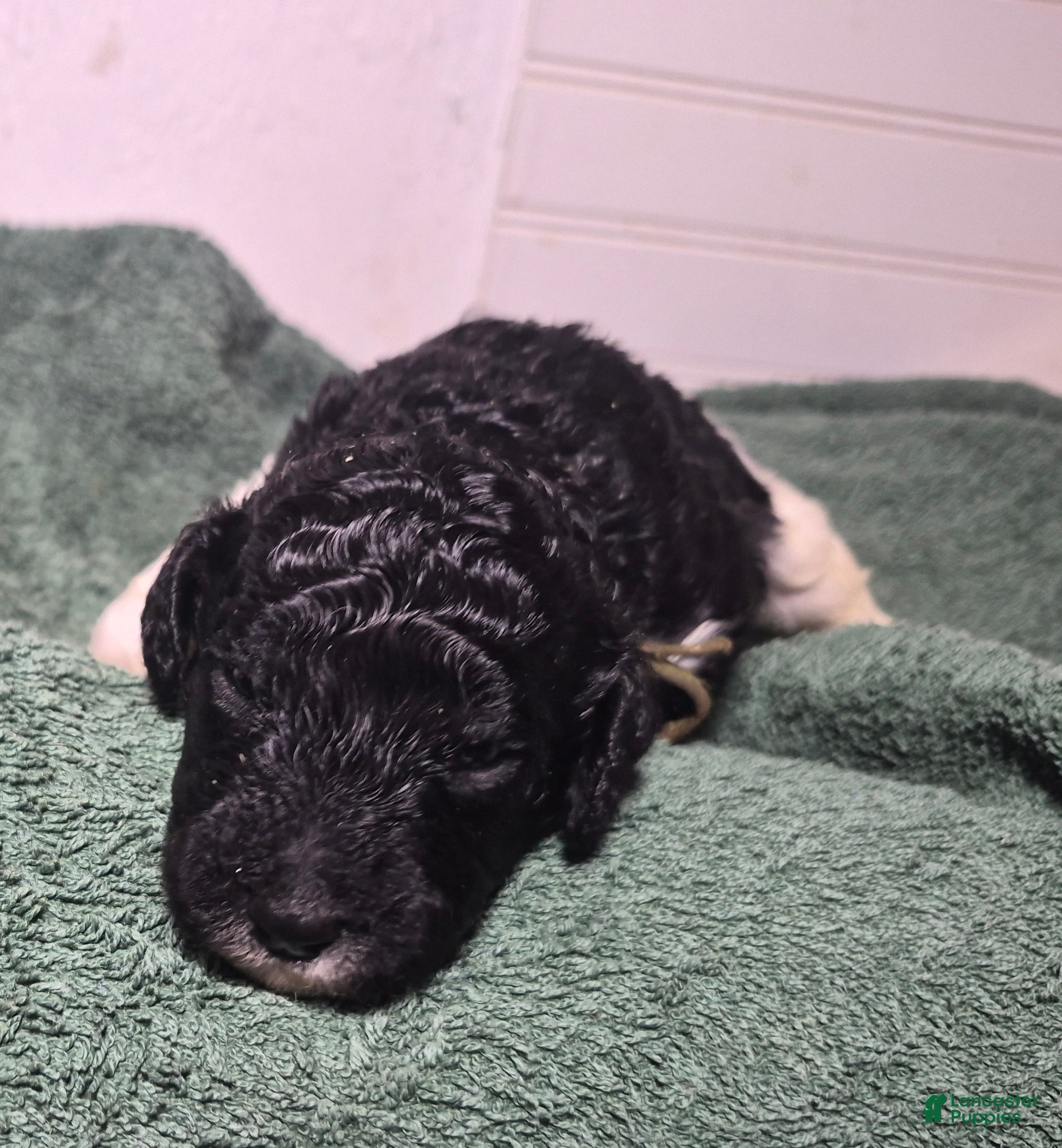 All black Labradoodle Puppies for sale | Lancaster Puppies