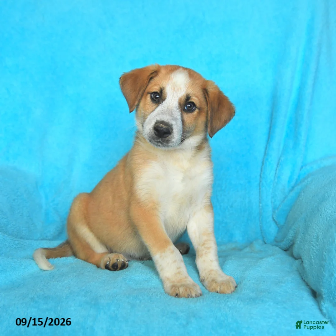 Mixed Breed dogs for sale: Tucker - Ad 1