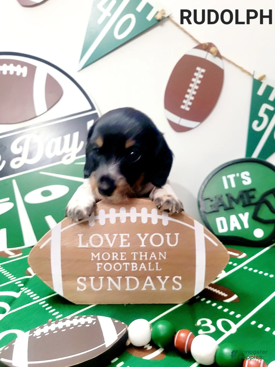 Miniature Dachshund dogs for sale: Rudolph  Miniature Dachshund Puppy 2 - Ad 4