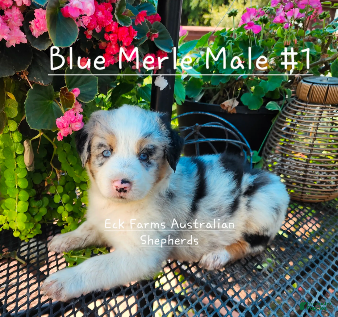 Australian Shepherd dogs Australian Shepherd Male - Ad 28