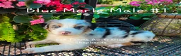 Australian Shepherd dogs for sale: Australian Shepherd Male - Ad 1