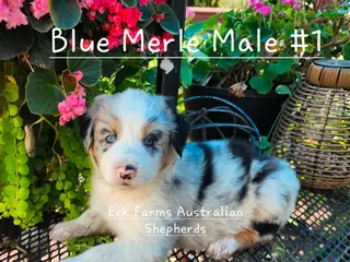 Australian Shepherd dogs Australian Shepherd Male - Ad 28