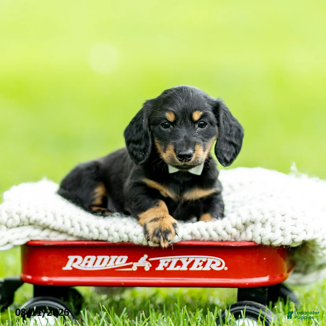 Miniature Dachshund dogs for sale: Benson - Ad 1