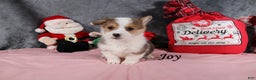 Welsh Corgi Pembroke dogs for sale: Joy - Ad 1