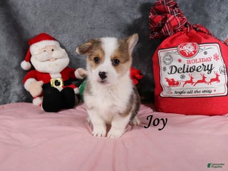 Welsh Corgi Pembroke dogs Joy - Ad 22