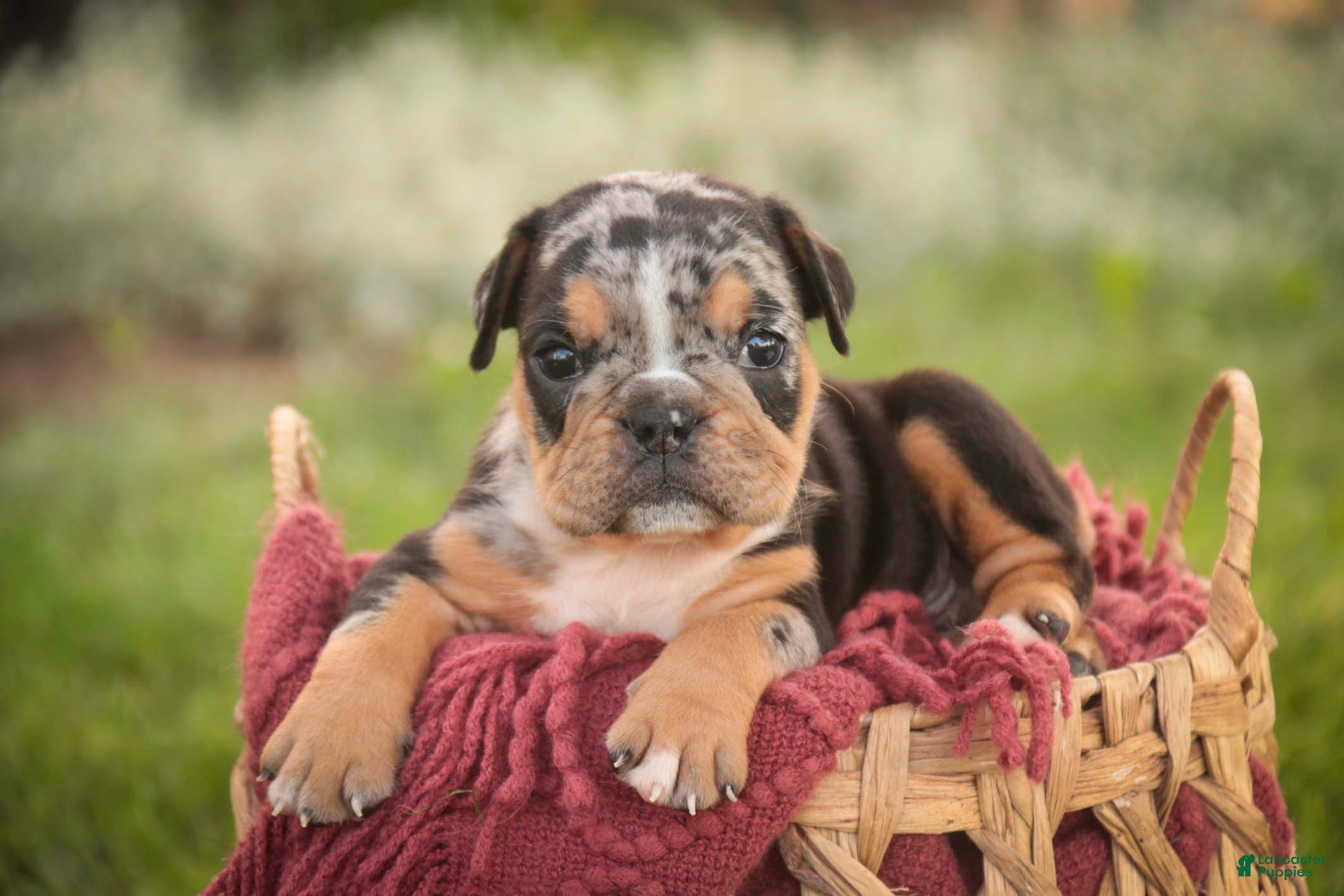 English Bulldog dogs Savannah English Bulldog  - Ad 2
