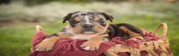 English Bulldog dogs for sale: Savannah English Bulldog  - Ad 2