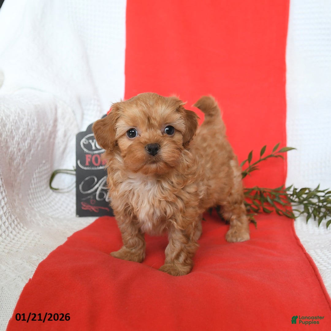 Shihpoo dogs for sale: Domino - Ad 1