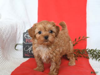 Shihpoo dogs Domino - Ad 3