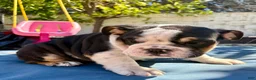 English Bulldog dogs for sale: Lucy/mini bulldog - Ad 3