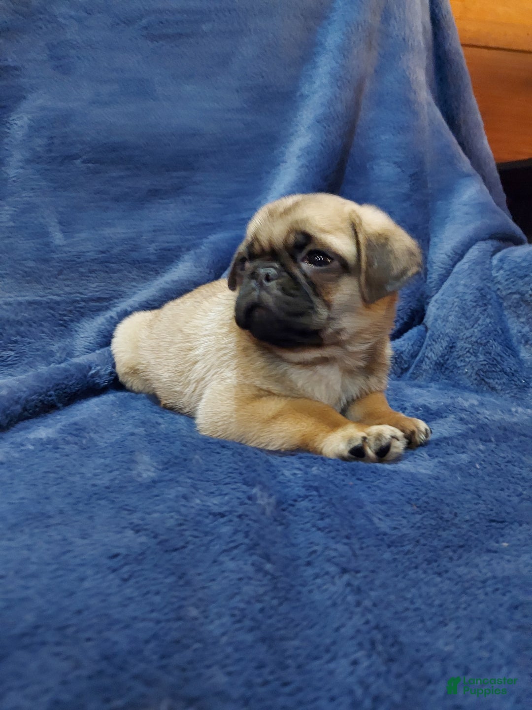 Pug dogs for sale: BUD - Ad 5