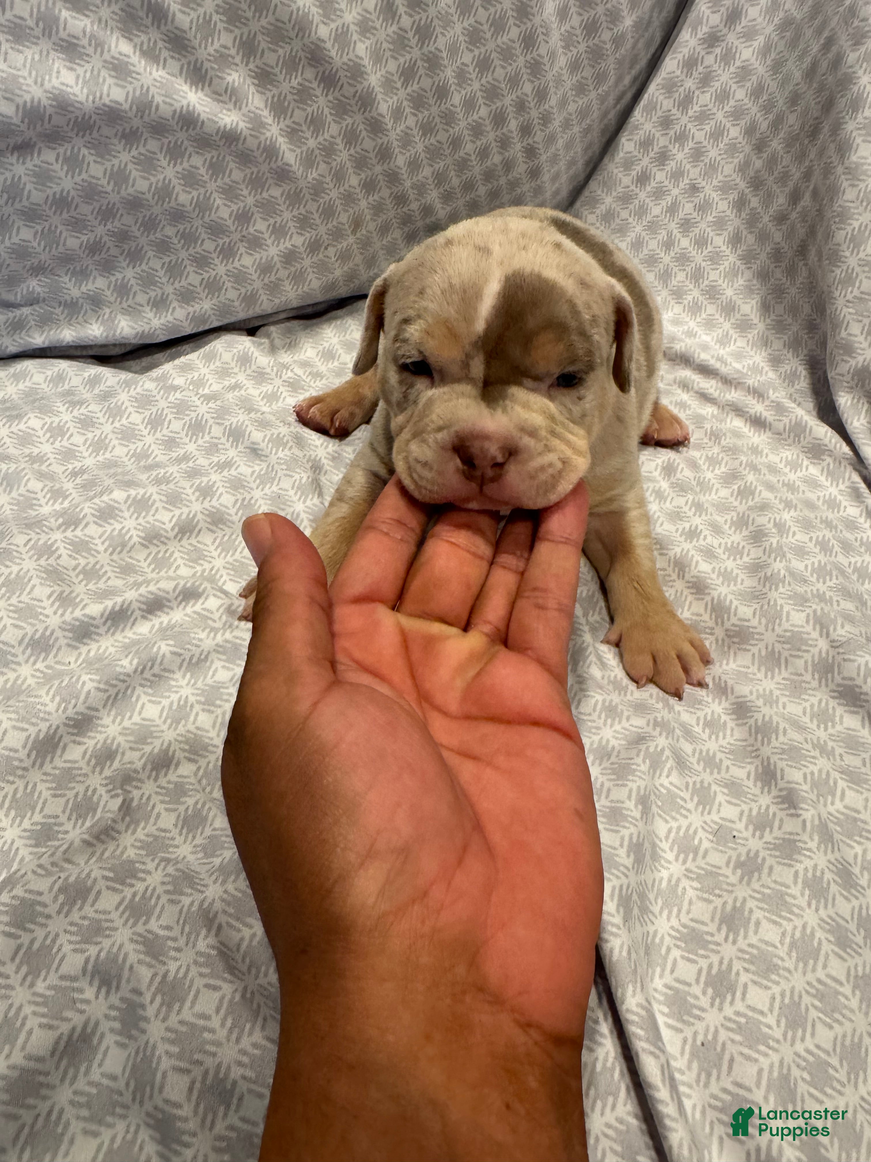 American Bully dogs American Bully Puppy 4 - Ad 1