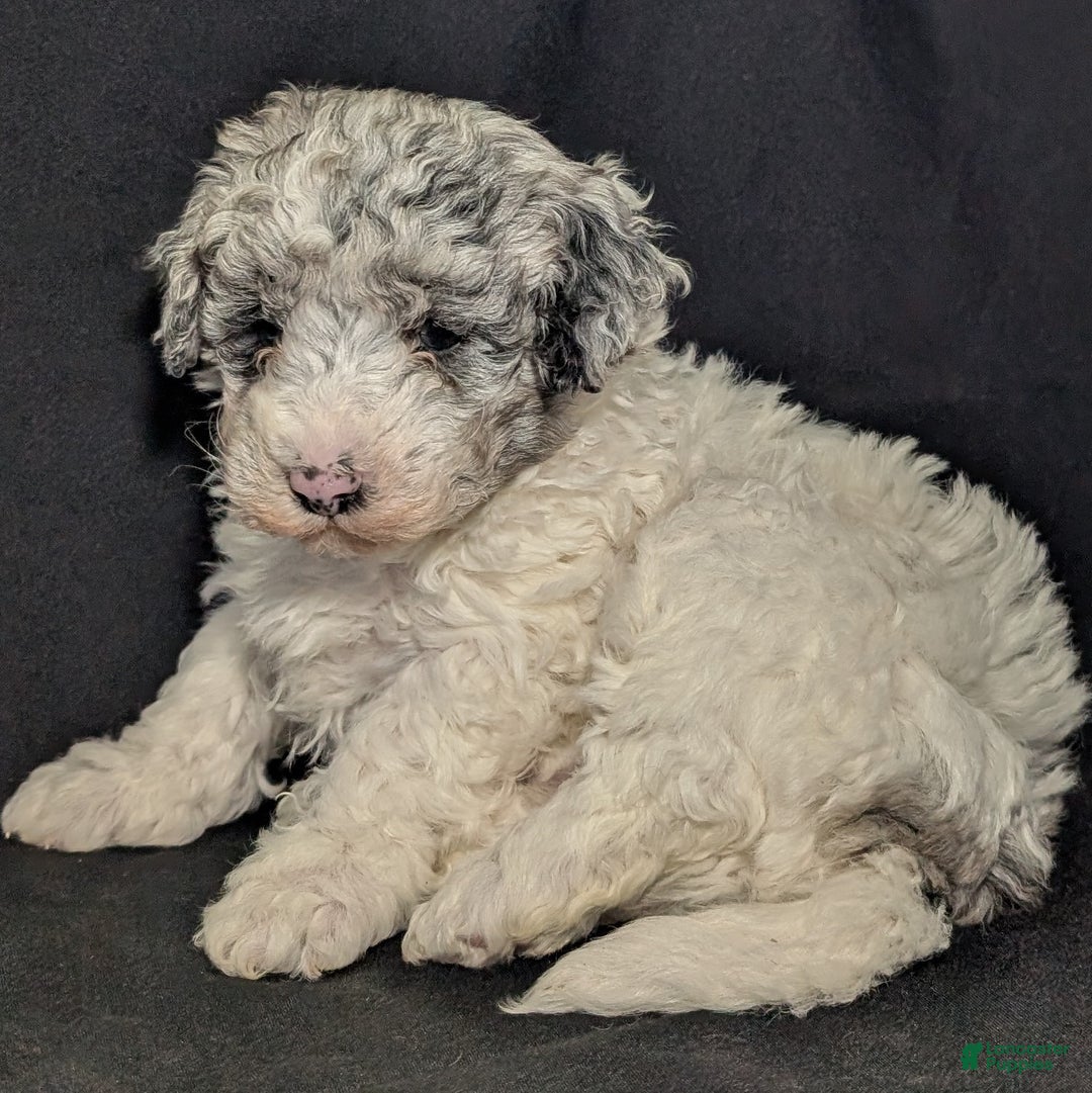 Mixed Breed dogs for sale: Lonnie  - Ad 6