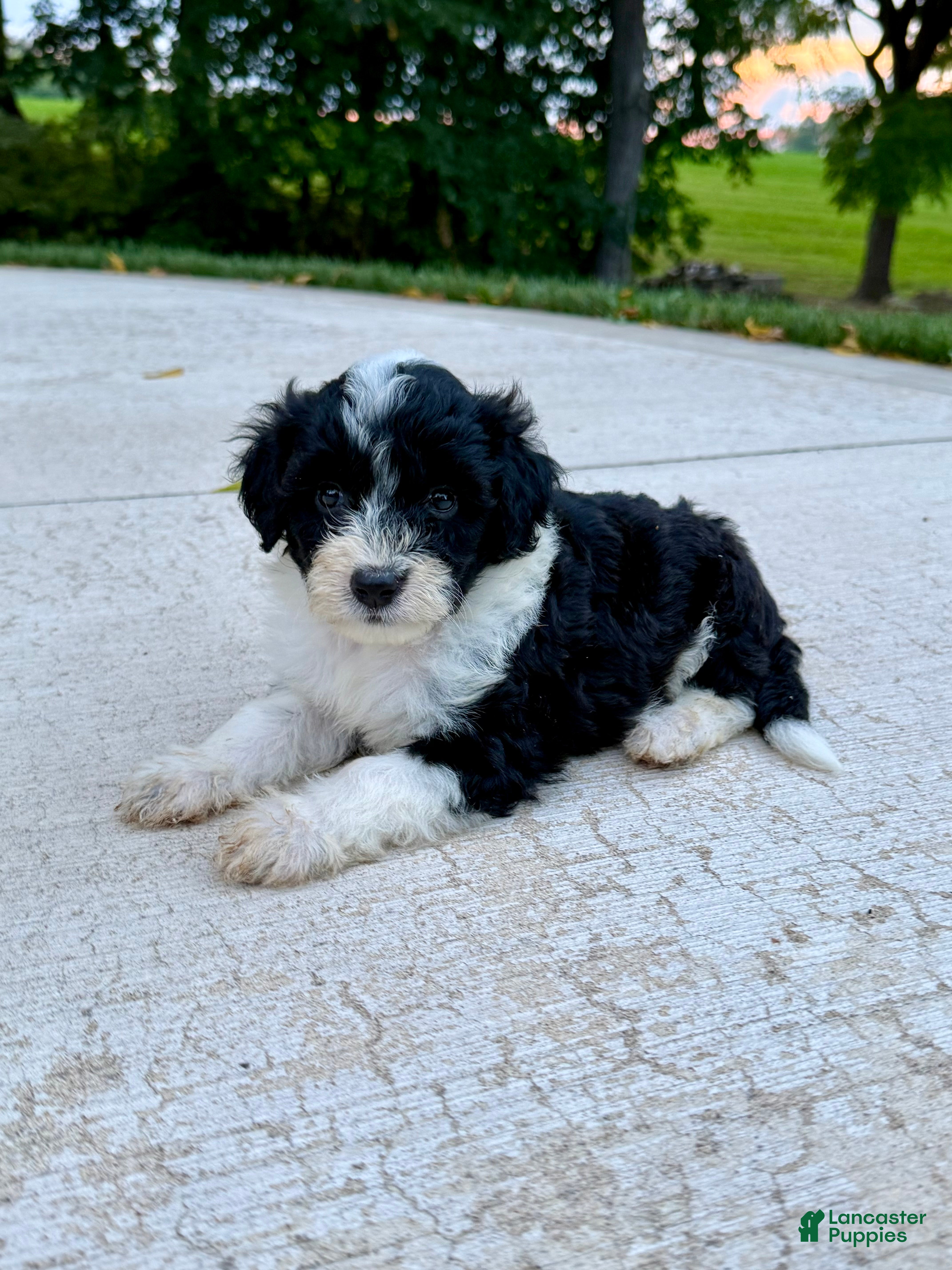 Portuguese Water Dog dogs Belle - Ad 1