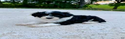 Portuguese Water Dog dogs for sale: Belle - Ad 1
