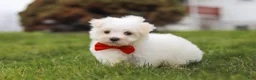 Maltese dogs for sale: Bodie - Ad 5