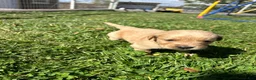 Golden Retriever dogs for sale: Tucker (yellow) - Ad 8
