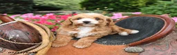 Mini Goldendoodle dogs for sale: Buttons - Ad 5