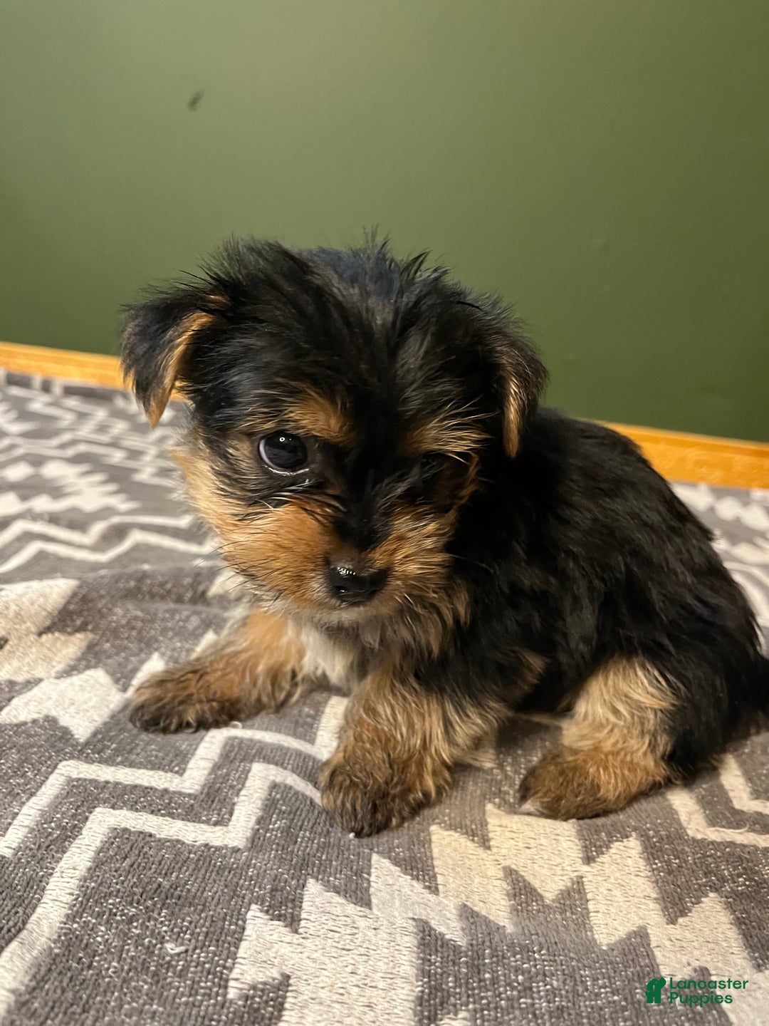 Yorkshire Terrier dogs for sale: Puff - Ad 2