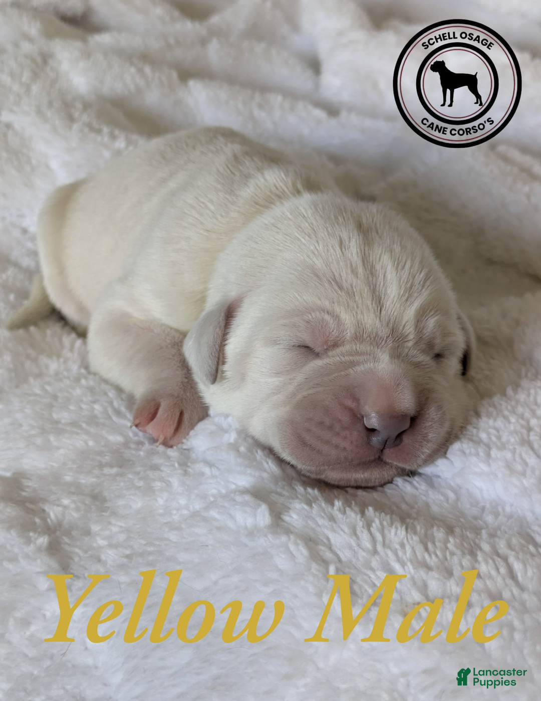 Cane Corso dogs for sale: Yellow  - Ad 1