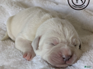 Cane Corso dogs Yellow - Ad 20