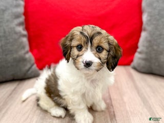 Cavapoo dogs - Ad 32