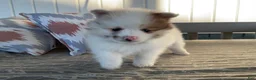 Pomeranian dogs for sale: Winnie - Ad 3