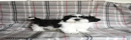 Shih Tzu dogs for sale: Stormy - Ad 11