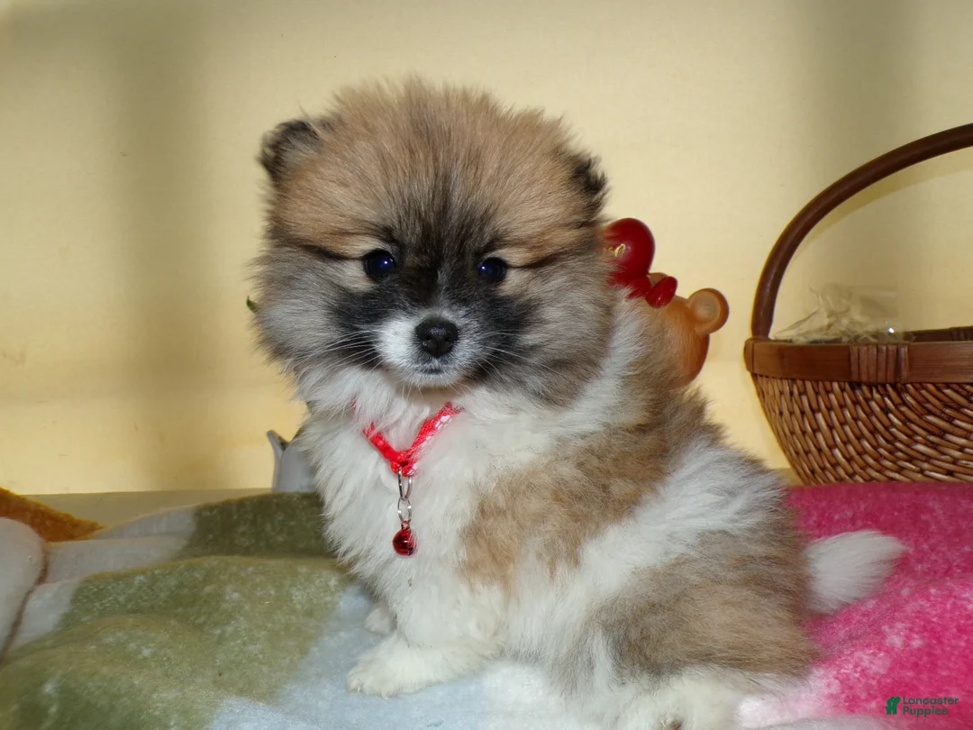 Pomeranian dogs for sale: Pomeranian Puppy 1 Charmin - Ad 4