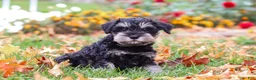 Miniature Schnauzer dogs for sale: Rowan - Ad 5