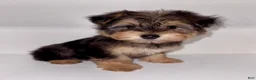 Morkie dogs for sale: Morkie 1 - Ad 10