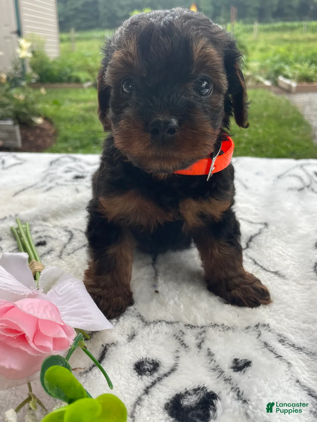 Yorkiepoo dogs for sale: Wally - Ad 1