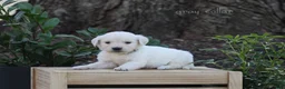 Golden Retriever dogs for sale: Golden Retriever Grey Collar - Ad 4