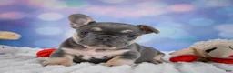 French Bulldog dogs for sale: Petunia - Ad 9
