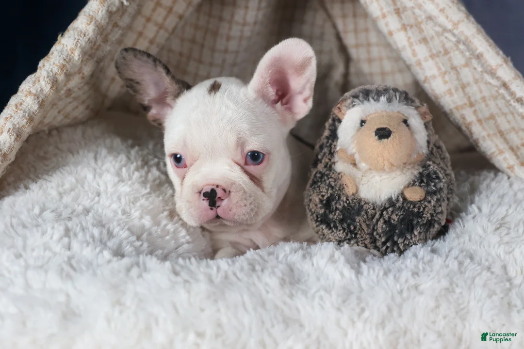 Frenchton dogs for sale: IZZY - Ad 2