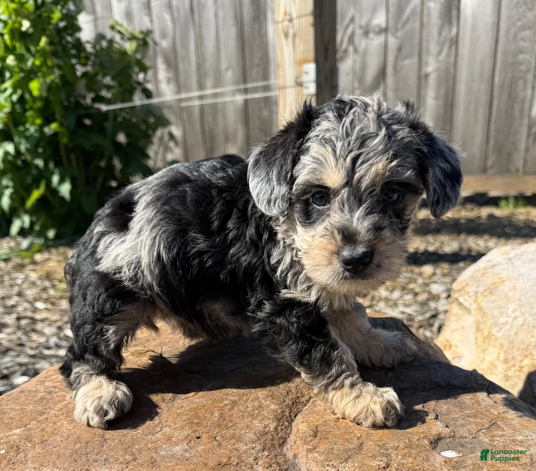 Schnoodle dogs for sale: Sonia - Ad 2