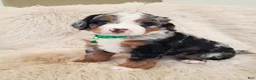 Mini Bernedoodle dogs for sale: FINN - Ad 3