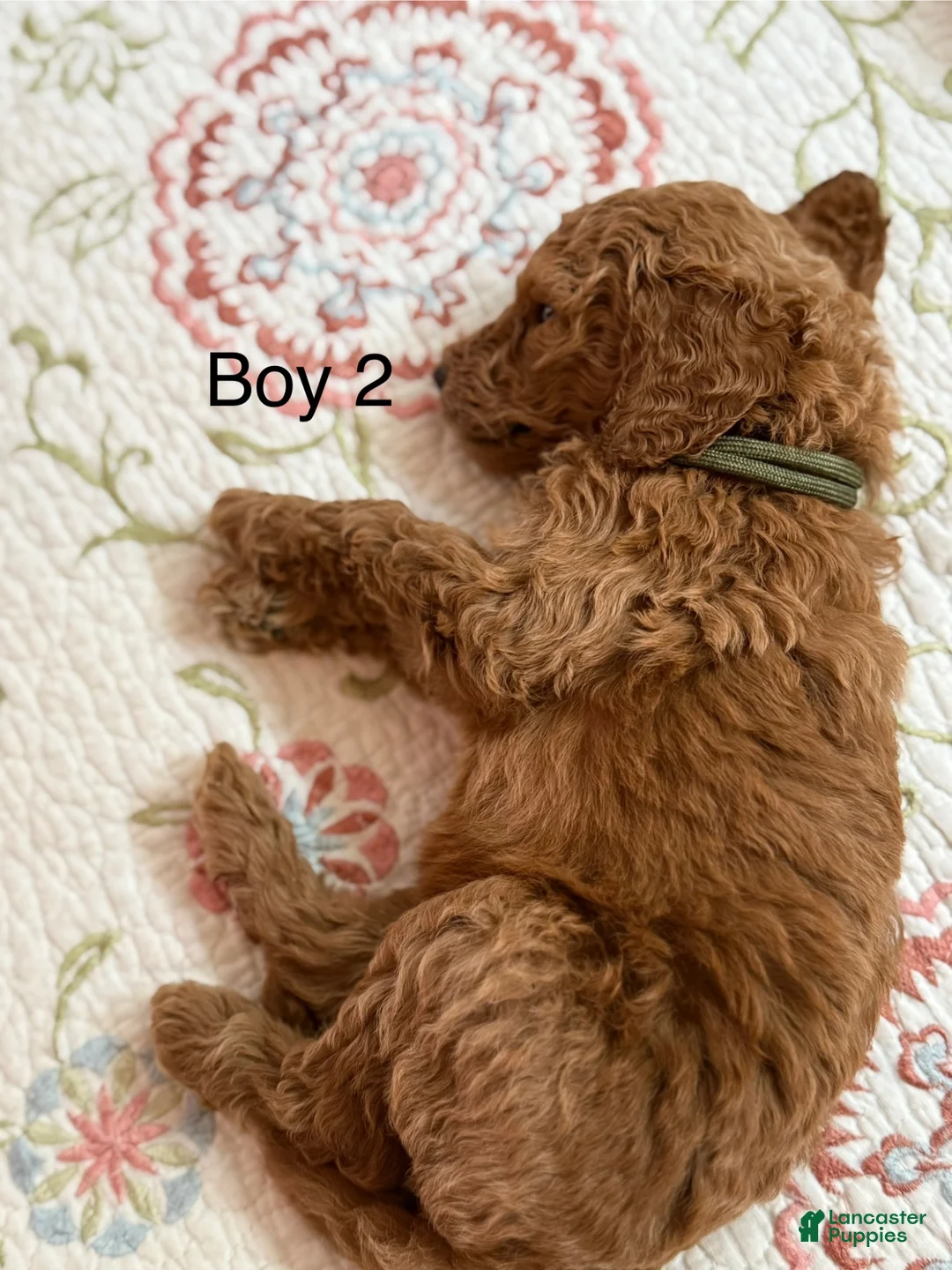 Goldendoodle dogs for sale: Goldendoodle Puppy 2 - Ad 2