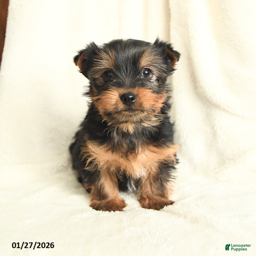 Yorkshire Terrier dogs Tennessee - Ad 23