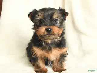 Yorkshire Terrier dogs Tennessee - Ad 23
