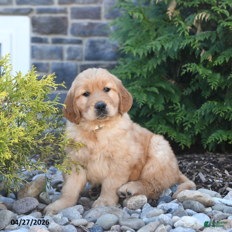Golden Retriever dogs Gatsby - Ad 1