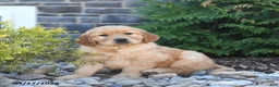 Golden Retriever dogs for sale: Gatsby - Ad 1