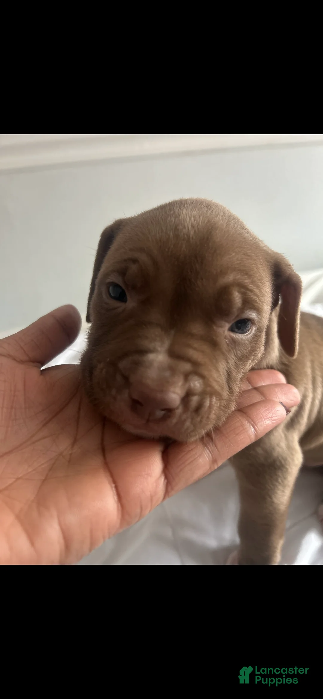 American Bully dogs for sale: Redz  - Ad 1