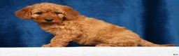 Mini Goldendoodle dogs for sale: Stella - Ad 5