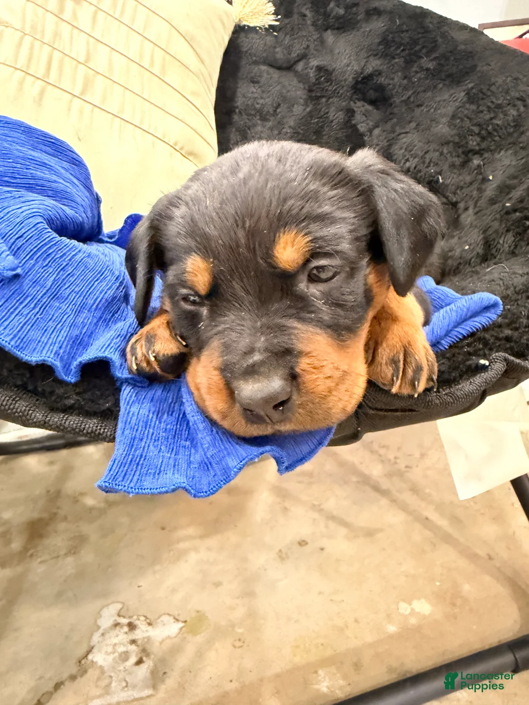 Rottweiler dogs for sale: Rottweiler Puppy 1 - Ad 26