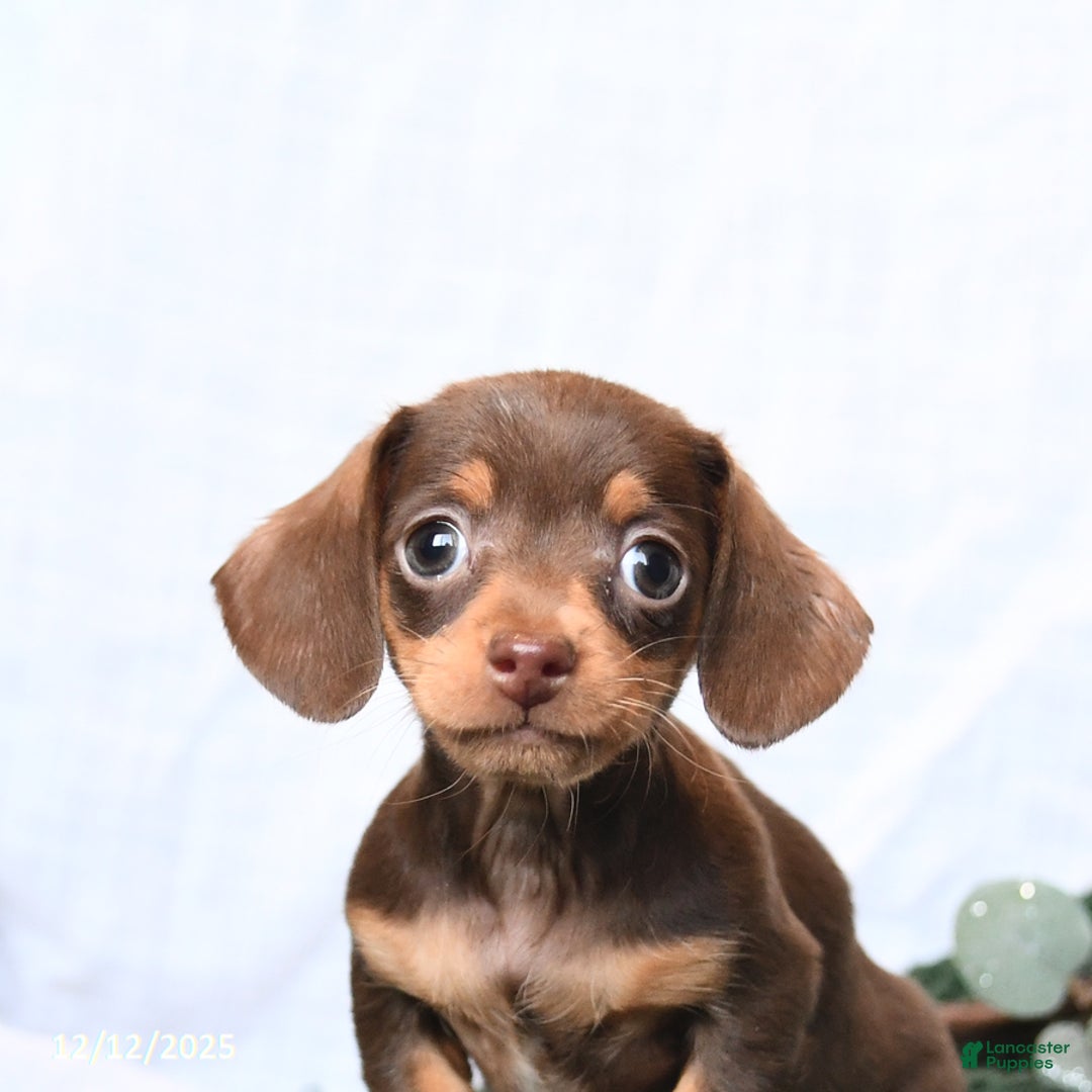 Miniature Dachshund dogs for sale: Tracy - Ad 4